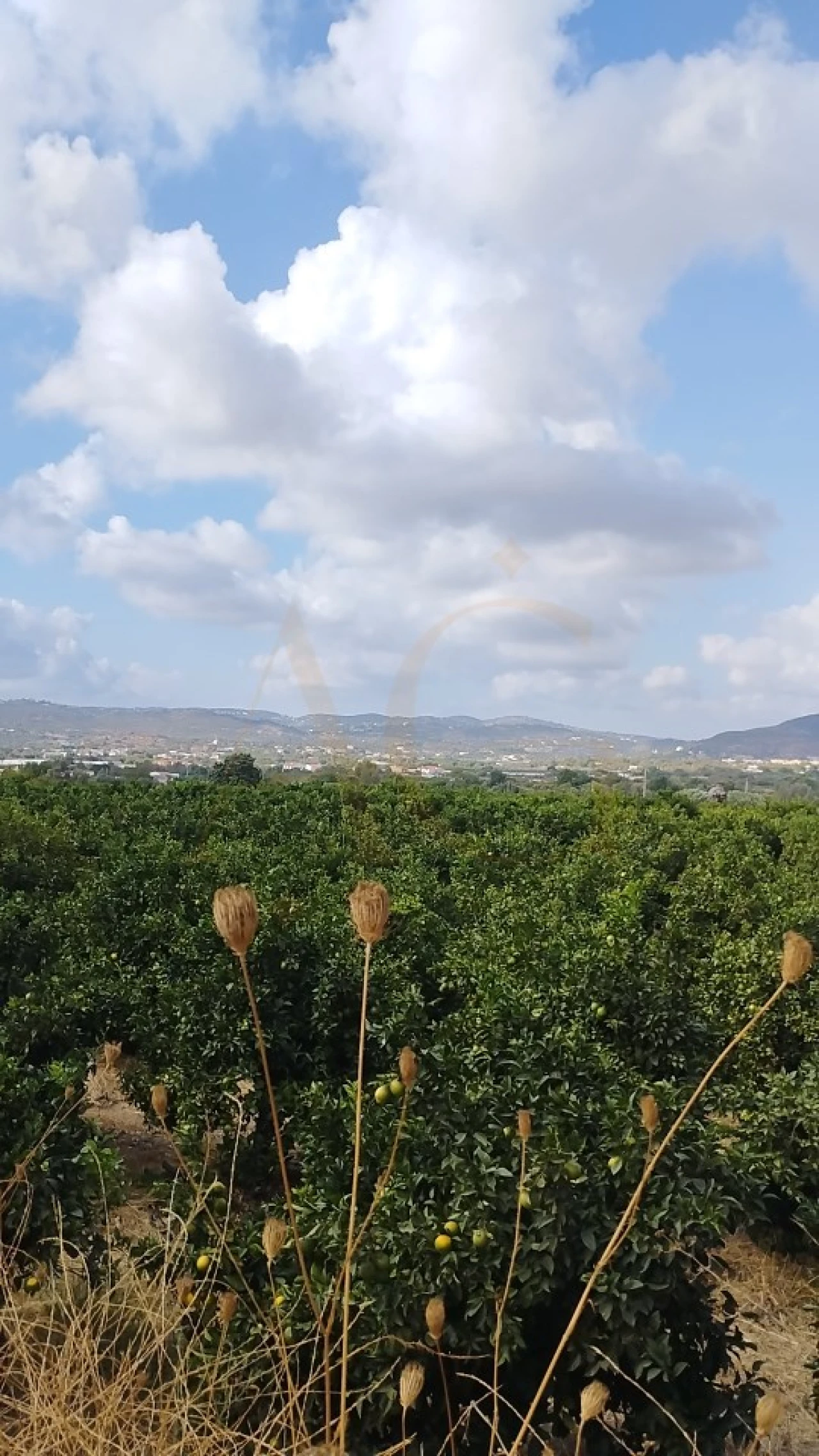Terreno para Venda em Conceição e Estoi Foto 5