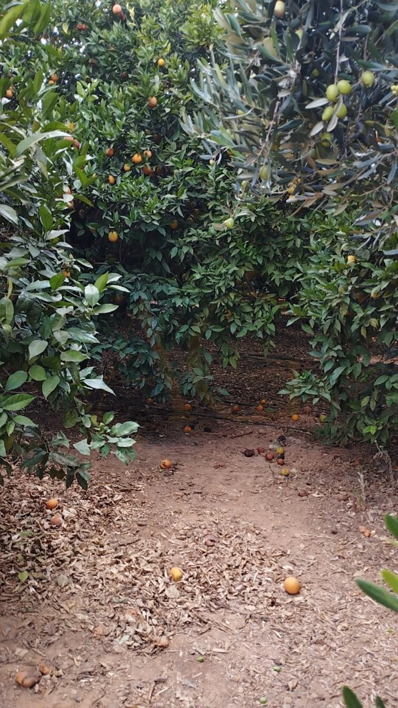 Terreno para Venda em Conceição e Estoi Foto 10