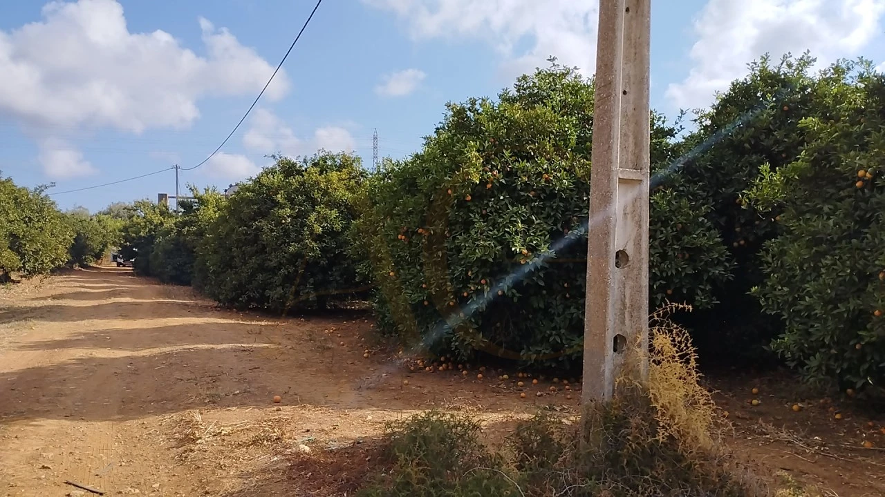 Terreno para Venda em Conceição e Estoi Foto 1