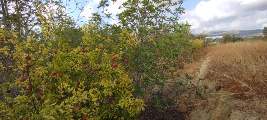Terreno para Venda em Conceição e Estoi Foto 2