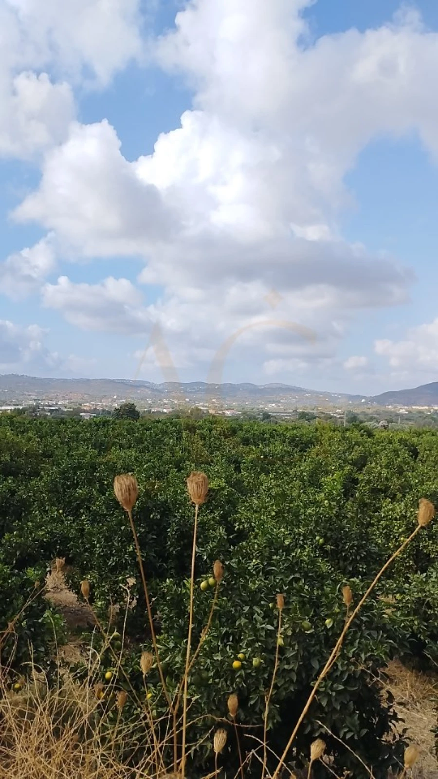 Terreno para Venda em Conceição e Estoi Foto 5