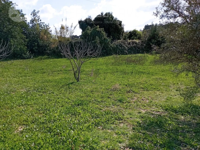 Terreno para Venda em Loule (São Clemente) Foto 6