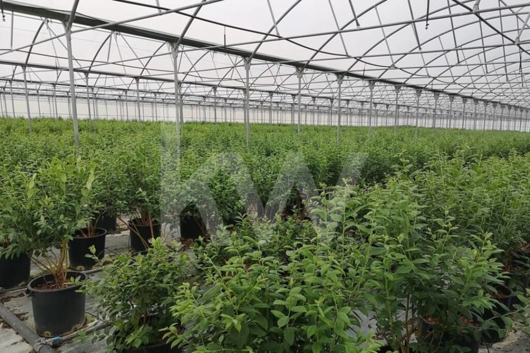 Terreno para Venda em Ladoeiro Foto 2