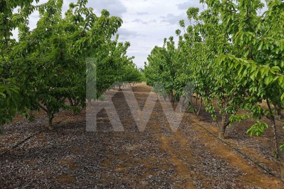 Terreno para Venda em Ladoeiro Foto 4