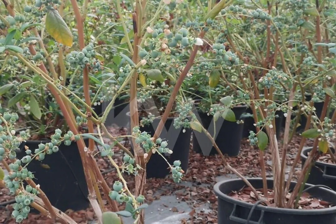 Terreno para Venda em Ladoeiro Foto 22