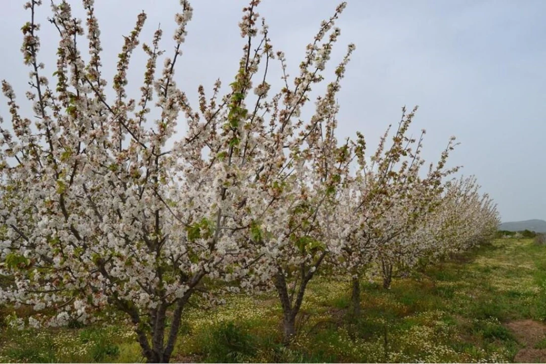 Terreno para Venda em Ladoeiro Foto 80