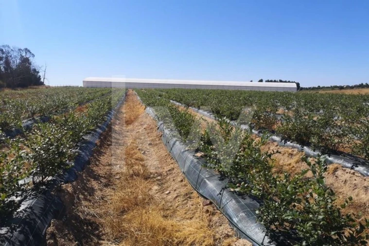 Terreno para Venda em Ladoeiro Foto 9