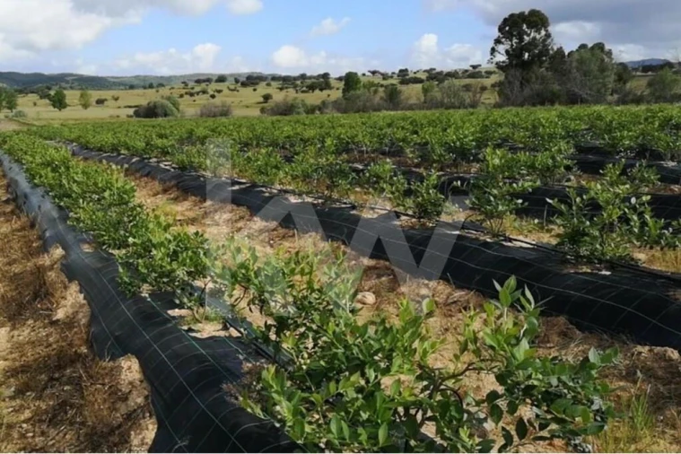Terreno para Venda em Ladoeiro Foto 14