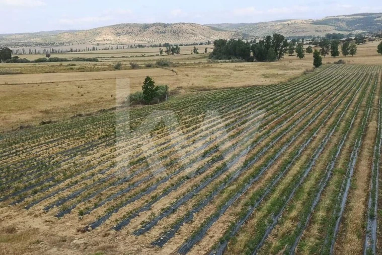 Terreno para Venda em Ladoeiro Foto 19