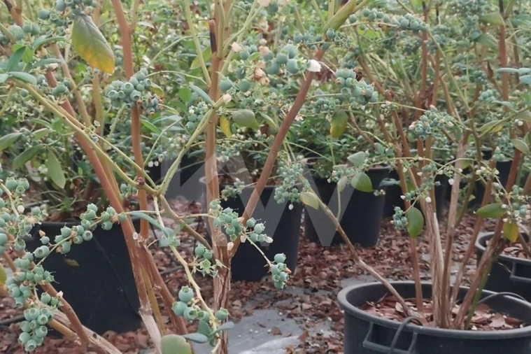 Terreno para Venda em Ladoeiro Foto 22