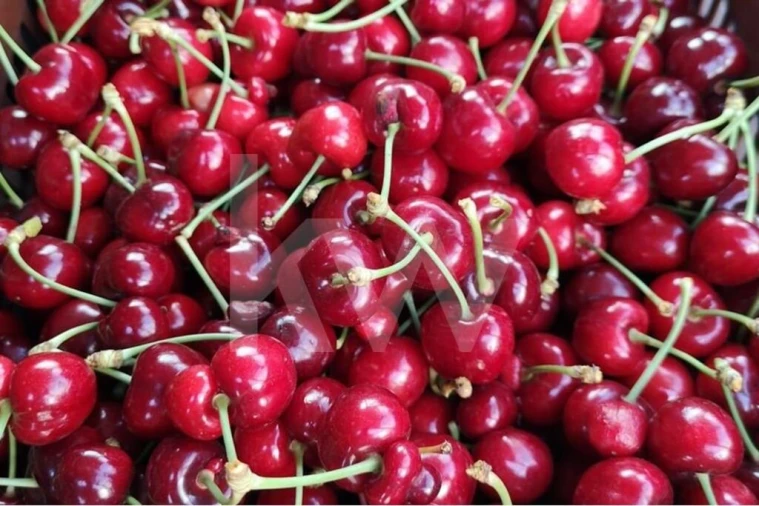 Terreno para Venda em Ladoeiro Foto 26