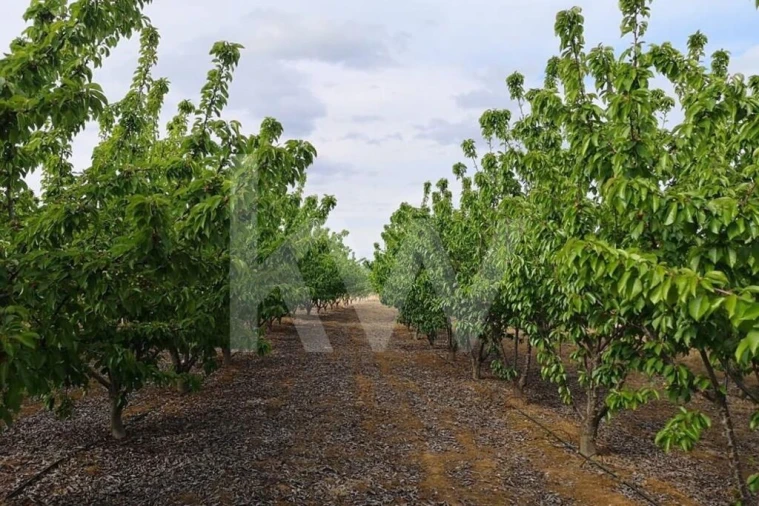 Terreno para Venda em Ladoeiro Foto 28