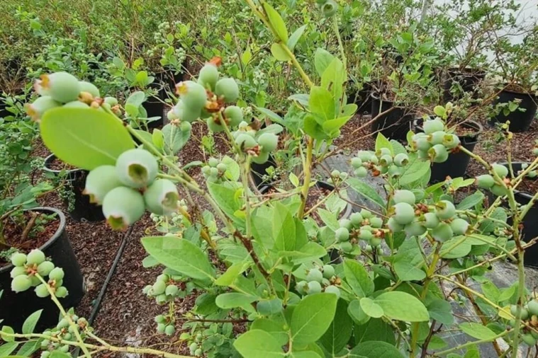 Terreno para Venda em Ladoeiro Foto 49