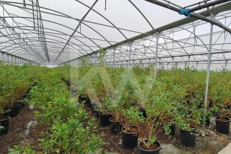 Terreno para Venda em Ladoeiro Foto 57