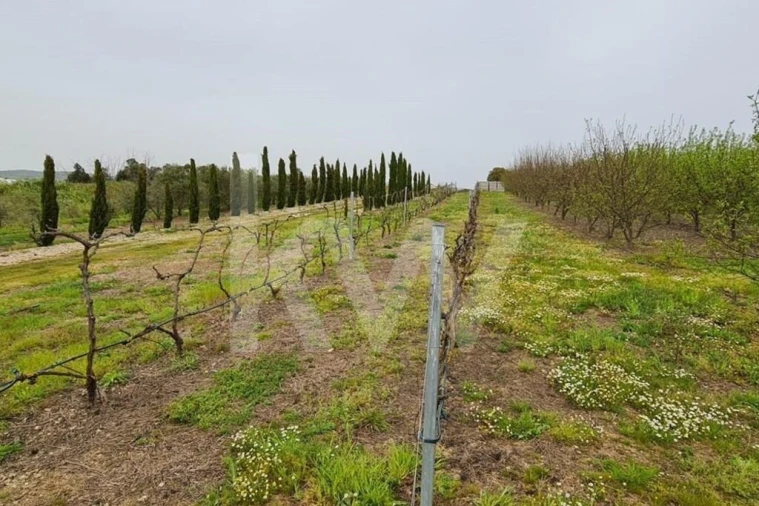Terreno para Venda em Ladoeiro Foto 60