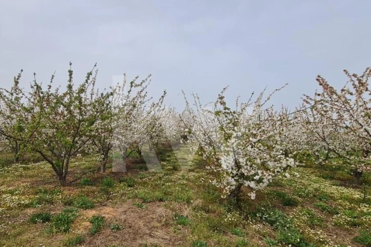 Terreno para Venda em Ladoeiro Foto 70