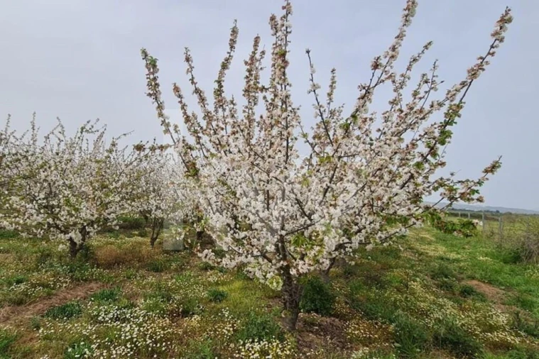 Terreno para Venda em Ladoeiro Foto 75