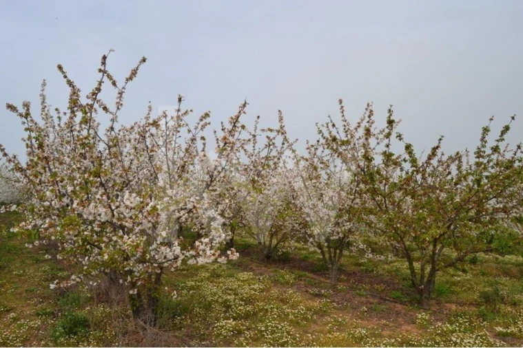 Terreno para Venda em Ladoeiro Foto 79