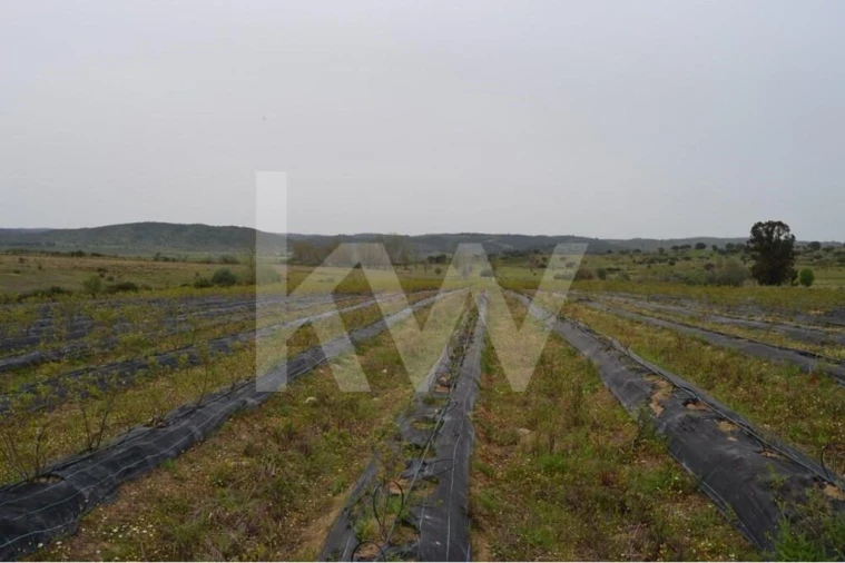 Terreno para Venda em Ladoeiro Foto 94