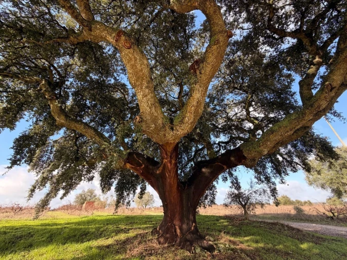 Terreno para Venda em Poceirão e Marateca Foto 11