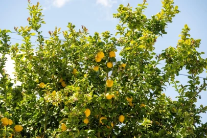 Terreno para Venda em Santo Quintino