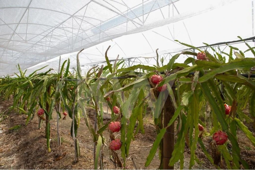 Terreno para Venda em São João das Lampas e Terrugem Foto 4