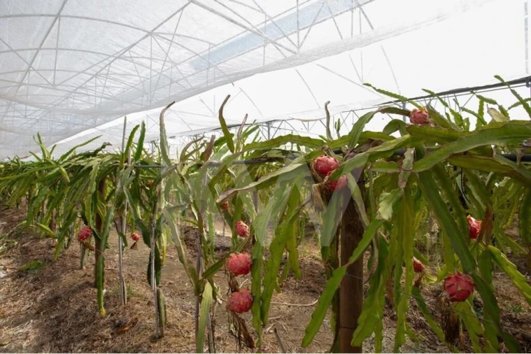 Terreno para Venda em São João das Lampas e Terrugem Foto 4
