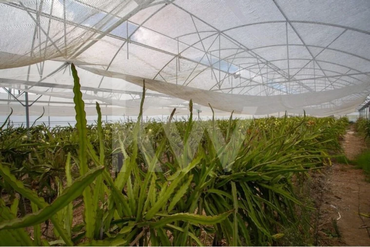 Terreno para Venda em São João das Lampas e Terrugem Foto 5
