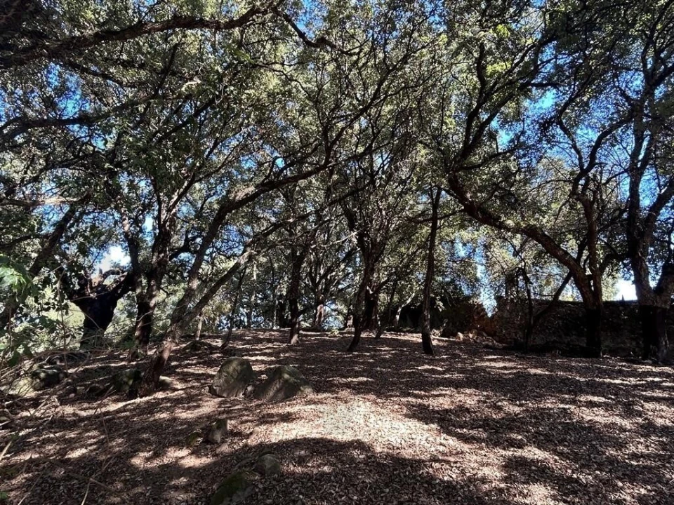 Terreno para Venda em Pedrogão Grande Foto 12