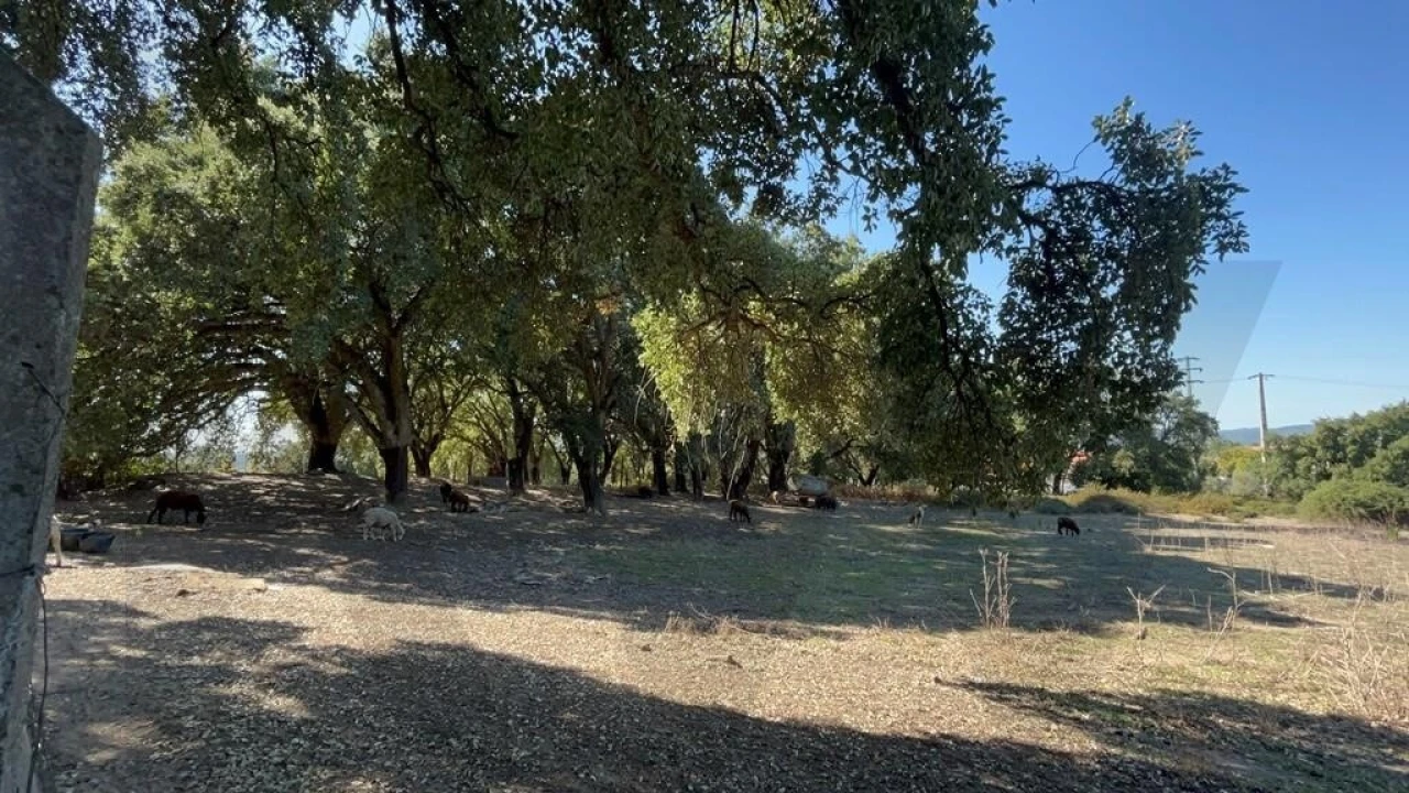 Terreno para Venda em Pedrogão Grande Foto 20