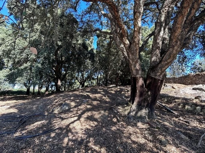 Terreno para Venda em Pedrogão Grande Foto 11