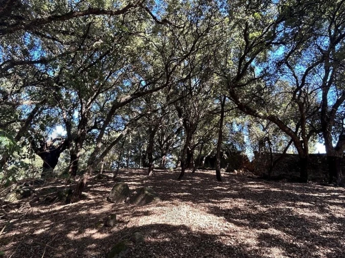 Terreno para Venda em Pedrogão Grande Foto 12