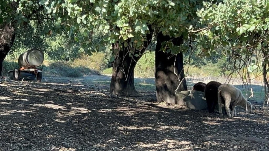 Terreno para Venda em Pedrogão Grande Foto 17