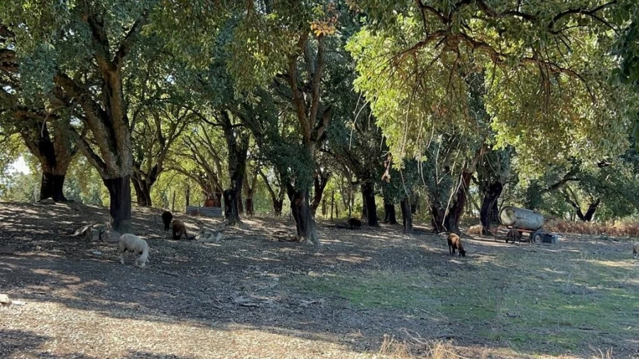 Terreno para Venda em Pedrogão Grande Foto 23