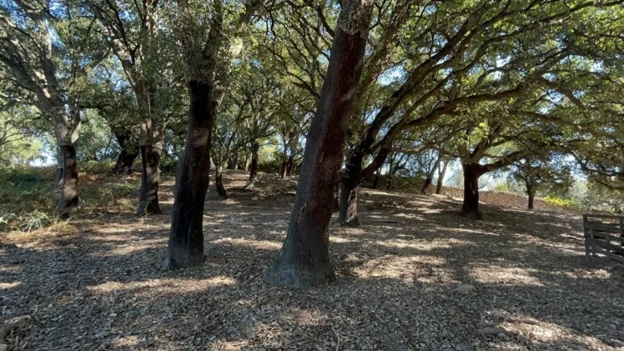 Terreno para Venda em Pedrogão Grande Foto 18
