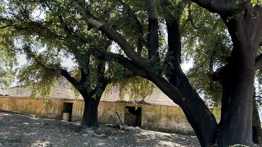 Terreno para Venda em Pedrogão Grande