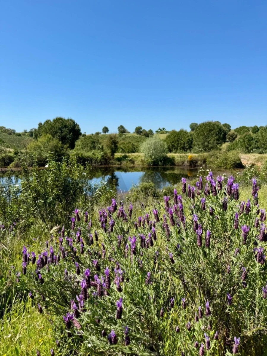 Terreno para Venda em Figueira dos Cavaleiros Foto 23