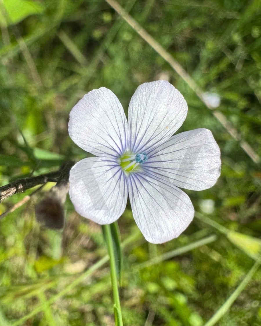 Terreno para Venda em Figueira dos Cavaleiros Foto 34