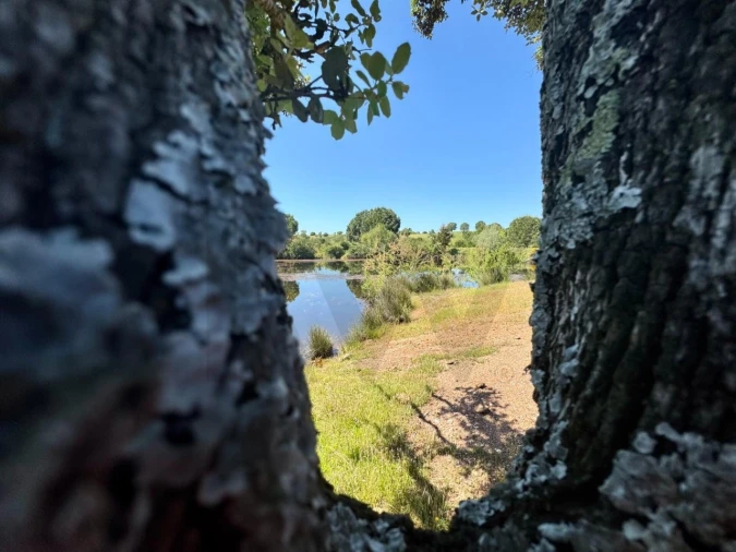 Terreno para Venda em Figueira dos Cavaleiros Foto 19