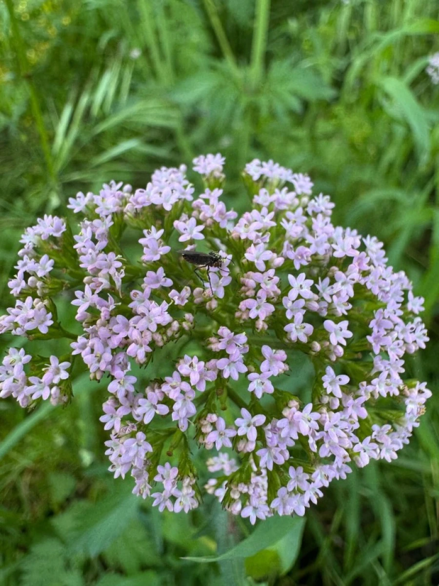 Terreno para Venda em Figueira dos Cavaleiros Foto 30