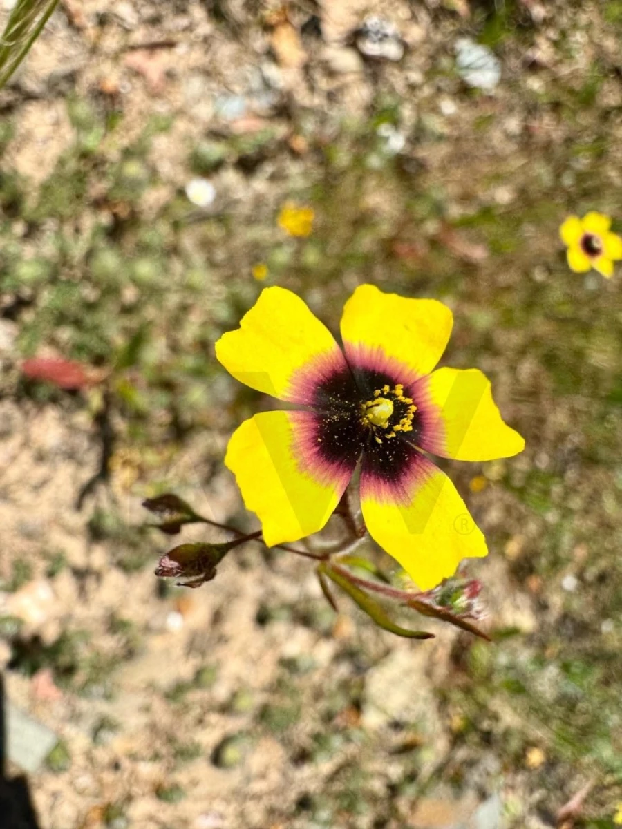 Terreno para Venda em Figueira dos Cavaleiros Foto 32