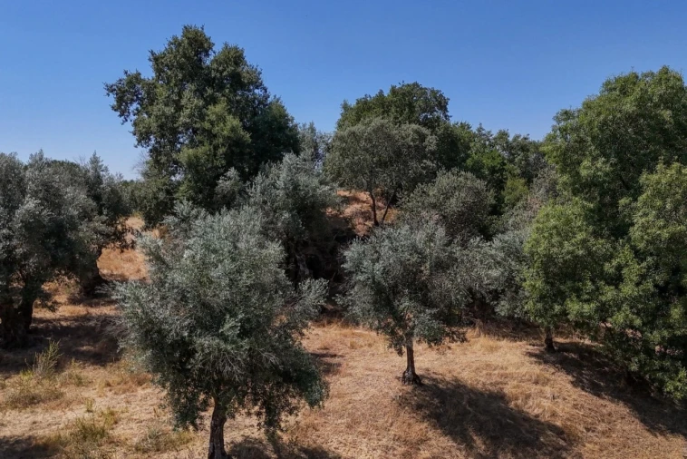 Terreno para Venda em São Cristovão Foto 34