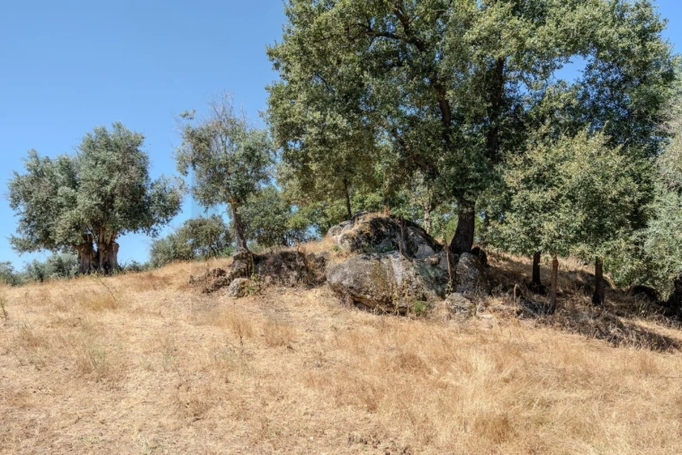 Terreno para Venda em São Cristovão Foto 24