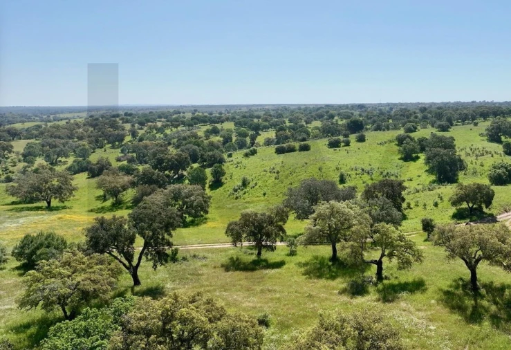 Terreno para Venda em Figueira dos Cavaleiros Foto 4