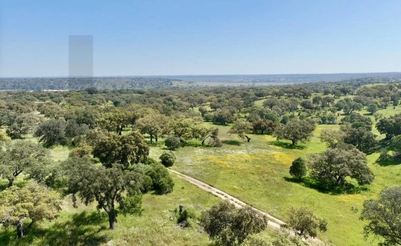 Terreno para Venda em Figueira dos Cavaleiros Foto 12