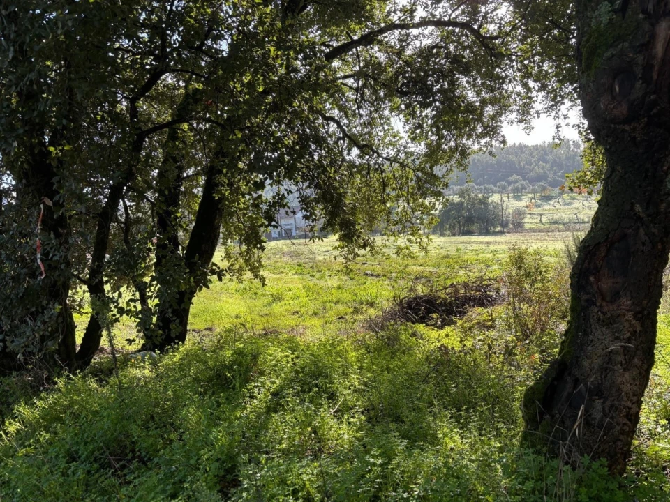 Terreno para Venda em Olalhas Foto 11