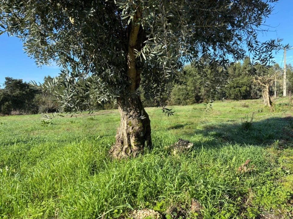 Terreno para Venda em Olalhas Foto 21