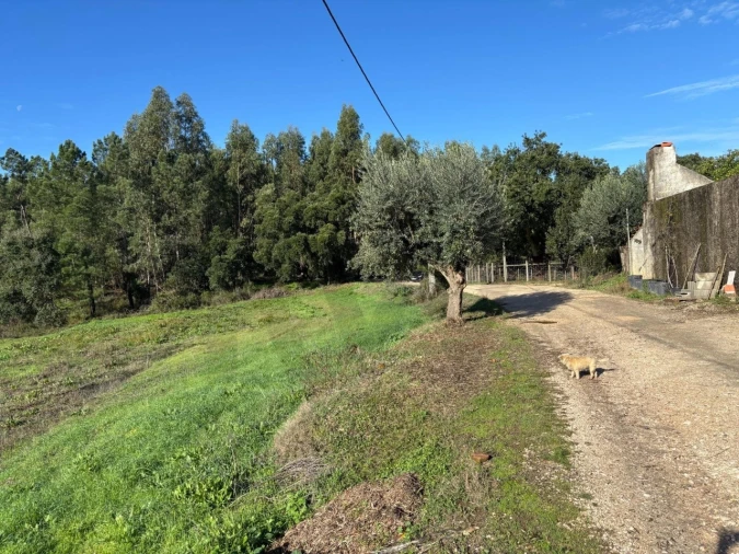 Terreno para Venda em Olalhas Foto 6
