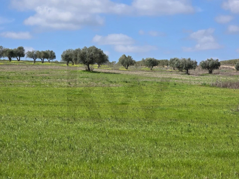 Terreno para Venda em Pedrogão Foto 4
