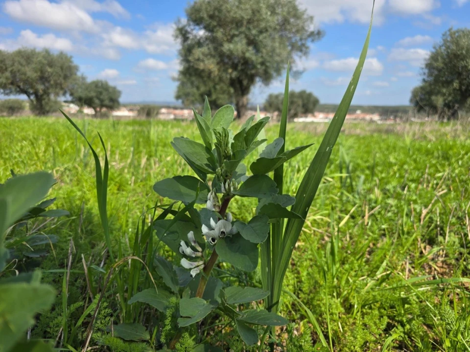 Terreno para Venda em Pedrogão Foto 11